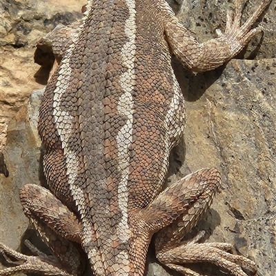 Diporiphora nobbi (Nobbi Dragon) at Duffy, ACT - 15 Nov 2025 by Darren308