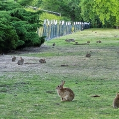 Oryctolagus cuniculus (European Rabbit) at Parkes, ACT - Yesterday by Mike