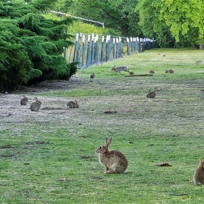 Oryctolagus cuniculus (European Rabbit) at Parkes, ACT - Yesterday by Mike