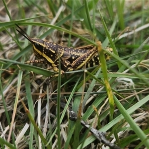 Unverified Grasshopper (several families) at Bimberi, NSW - Yesterday by Darren308