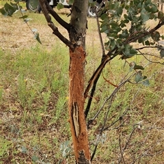 Cervidae (family) at Kambah, ACT - 15 Nov 2025 by Darren308