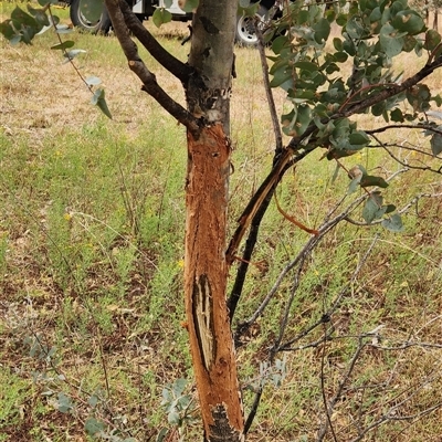 Cervidae (family) at Kambah, ACT - 15 Nov 2025 by Darren308