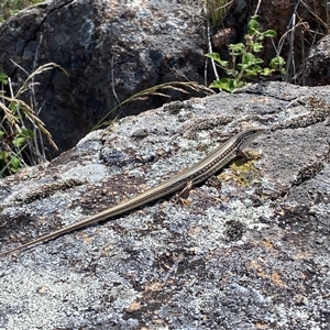 Ctenotus robustus (Robust Striped-skink) at Kambah, ACT - 6 Nov 2025 by Shazw