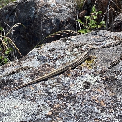 Ctenotus robustus (Robust Striped-skink) at Kambah, ACT - 6 Nov 2025 by Shazw