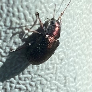 Edusella sp. (genus) at Banks, ACT - Yesterday by Shazw