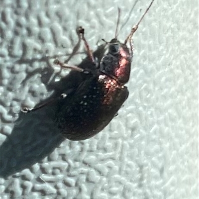 Edusella sp. (genus) at Banks, ACT - 16 Nov 2025 by Shazw