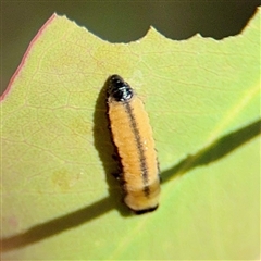 Paropsini sp. (tribe) at Ainslie, ACT - 16 Nov 2025 by Hejor1