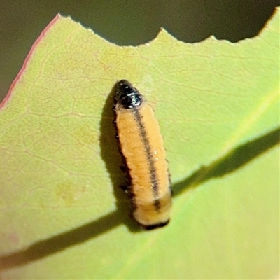 Paropsini sp. (tribe) at Ainslie, ACT - 16 Nov 2025 by Hejor1