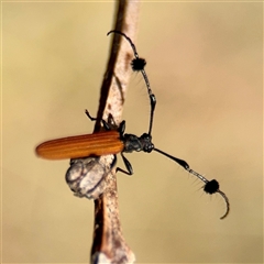 Tropis roei (Roe's longhorn beetle) at Ainslie, ACT - 16 Nov 2025 by Hejor1