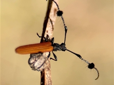 Tropis roei (Roe's longhorn beetle) at Ainslie, ACT - Yesterday by Hejor1
