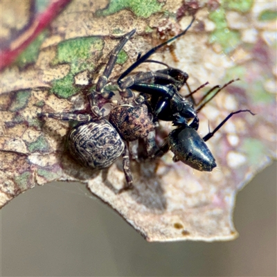 Camponotus aeneopilosus (A Golden-tailed sugar ant) at Ainslie, ACT - 16 Nov 2025 by Hejor1