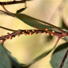 Eriococcus coriaceus at Ainslie, ACT - 16 Nov 2025 by Hejor1