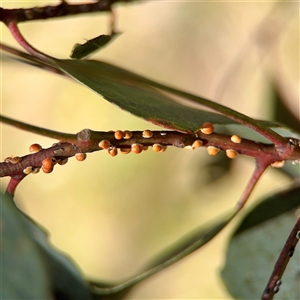 Eriococcus coriaceus at Ainslie, ACT - Yesterday by Hejor1