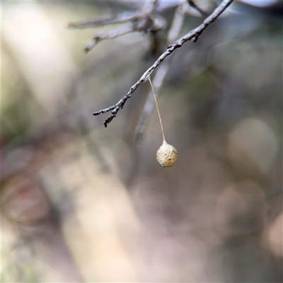 Tamopsis sp. (genus) (Two-tailed spider) at Ainslie, ACT - 16 Nov 2025 by Hejor1