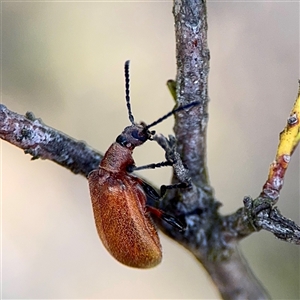 Ecnolagria grandis at Ainslie, ACT - Yesterday by Hejor1