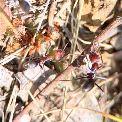 Iridomyrmex purpureus (Meat Ant) at Ainslie, ACT - 16 Nov 2025 by Hejor1