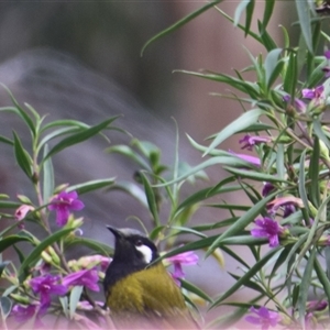 Nesoptilotis leucotis at Greenleigh, NSW - 17 Nov 2025 by LyndalT