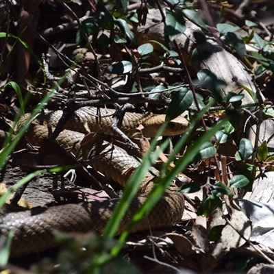 Pseudonaja textilis (Eastern Brown Snake) at Greenleigh, NSW - 24 Oct 2025 by LyndalT