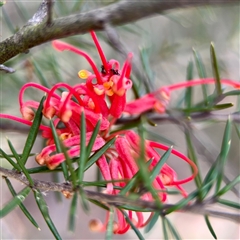 Grevillea (genus) (Grevillea) at Ainslie, ACT - 16 Nov 2025 by Hejor1