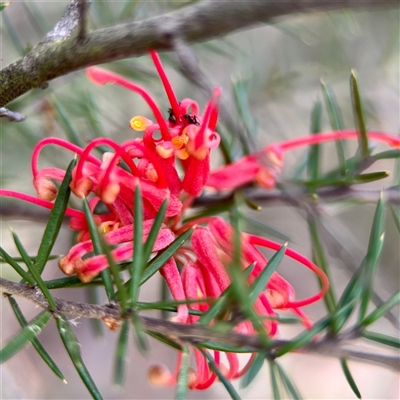 Grevillea (genus) (Grevillea) at Ainslie, ACT - 16 Nov 2025 by Hejor1