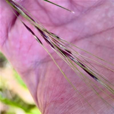 Nassella neesiana (Chilean Needlegrass) at Ainslie, ACT - 16 Nov 2025 by Hejor1