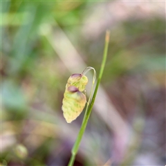 Briza maxima (Quaking Grass, Blowfly Grass) at Ainslie, ACT - 16 Nov 2025 by Hejor1