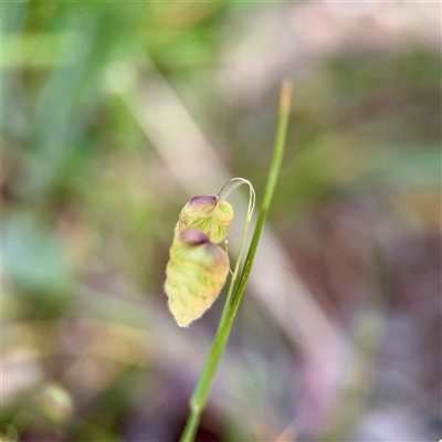 Briza maxima (Quaking Grass, Blowfly Grass) at Ainslie, ACT - 16 Nov 2025 by Hejor1