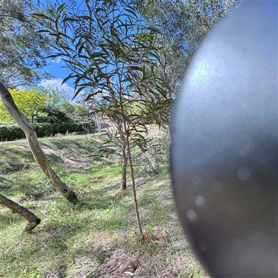 Acacia implexa (Hickory Wattle, Lightwood) at Ainslie, ACT - 16 Nov 2025 by Hejor1