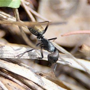 Camponotus aeneopilosus (A Golden-tailed sugar ant) at Ainslie, ACT - Yesterday by Hejor1