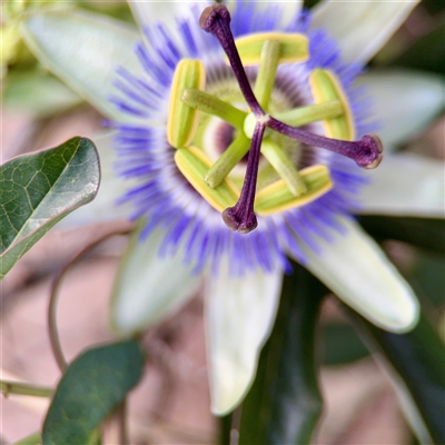 Passiflora caerulea (Blue Passionflower) at Ainslie, ACT - 16 Nov 2025 by Hejor1
