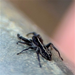 Ocrisiona leucocomis at Ainslie, ACT - 16 Nov 2025 by Hejor1