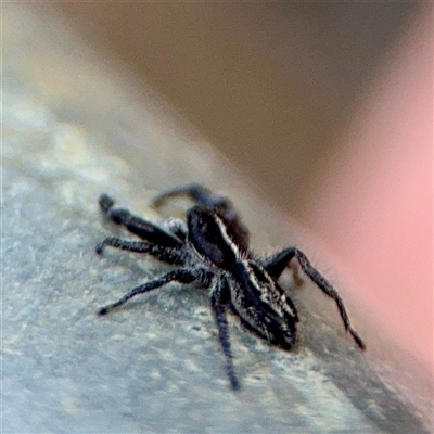 Ocrisiona leucocomis at Ainslie, ACT - 16 Nov 2025 by Hejor1