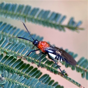 Trilaccus mimeticus at Ainslie, ACT - Yesterday by Hejor1