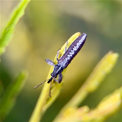 Rhinotia sp. (genus) at Ainslie, ACT - 16 Nov 2025 by Hejor1