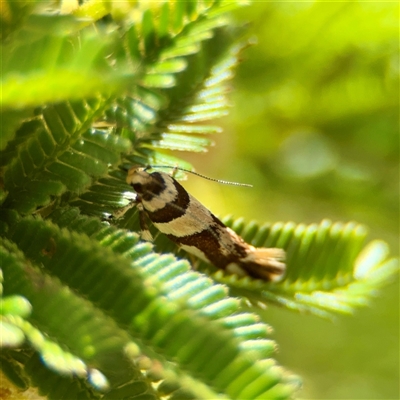 Macrobathra desmotoma ( A Cosmet moth) at Ainslie, ACT - 16 Nov 2025 by Hejor1
