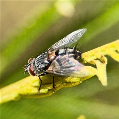 Tachinidae (family) at Ainslie, ACT - 16 Nov 2025 by Hejor1