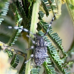 Amphirhoe sloanei at Ainslie, ACT - 16 Nov 2025 by Hejor1