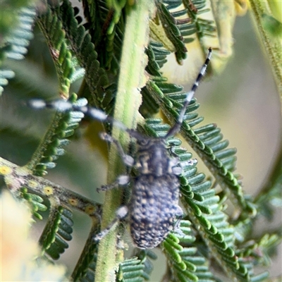 Amphirhoe sloanei at Ainslie, ACT - 16 Nov 2025 by Hejor1
