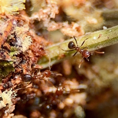 Papyrius sp. (genus) (A Coconut Ant) at Ainslie, ACT - 16 Nov 2025 by Hejor1