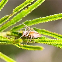 Oxyopes (genus) at Ainslie, ACT - 16 Nov 2025 by Hejor1