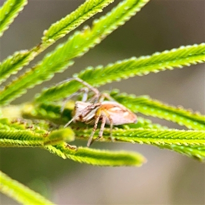 Oxyopes (genus) at Ainslie, ACT - 16 Nov 2025 by Hejor1