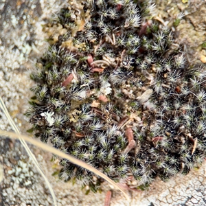 Grimmia sp. at Ainslie, ACT - 16 Nov 2025 by Hejor1