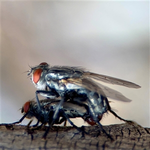 Sarcophagidae (family) at Ainslie, ACT - Yesterday by Hejor1