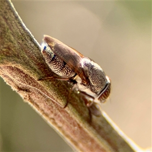 Stomorhina sp. (genus) at Ainslie, ACT - Yesterday by Hejor1