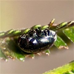 Ditropidus sp. (genus) at Ainslie, ACT - 16 Nov 2025 by Hejor1