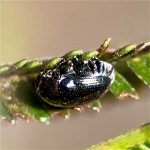 Ditropidus sp. (genus) at Ainslie, ACT - Yesterday by Hejor1