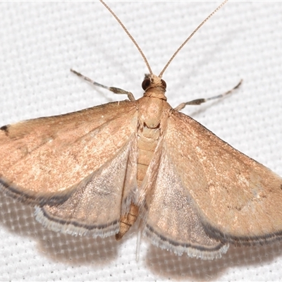 Metasia familiaris (A Crambid moth (Spilomelinae)) at  - suppressed by DianneClarke