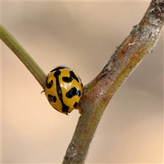 Coccinella transversalis (Transverse Ladybird) at Ainslie, ACT - 16 Nov 2025 by Hejor1