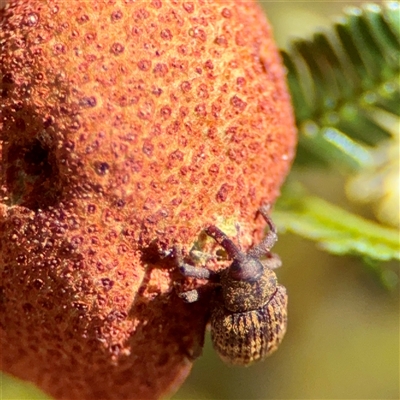 Melanterius sp. (genus) at Ainslie, ACT - 16 Nov 2025 by Hejor1