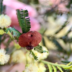 Acacia insect gall (Unidentified gall of Acacia sp.) at Ainslie, ACT - 16 Nov 2025 by Hejor1